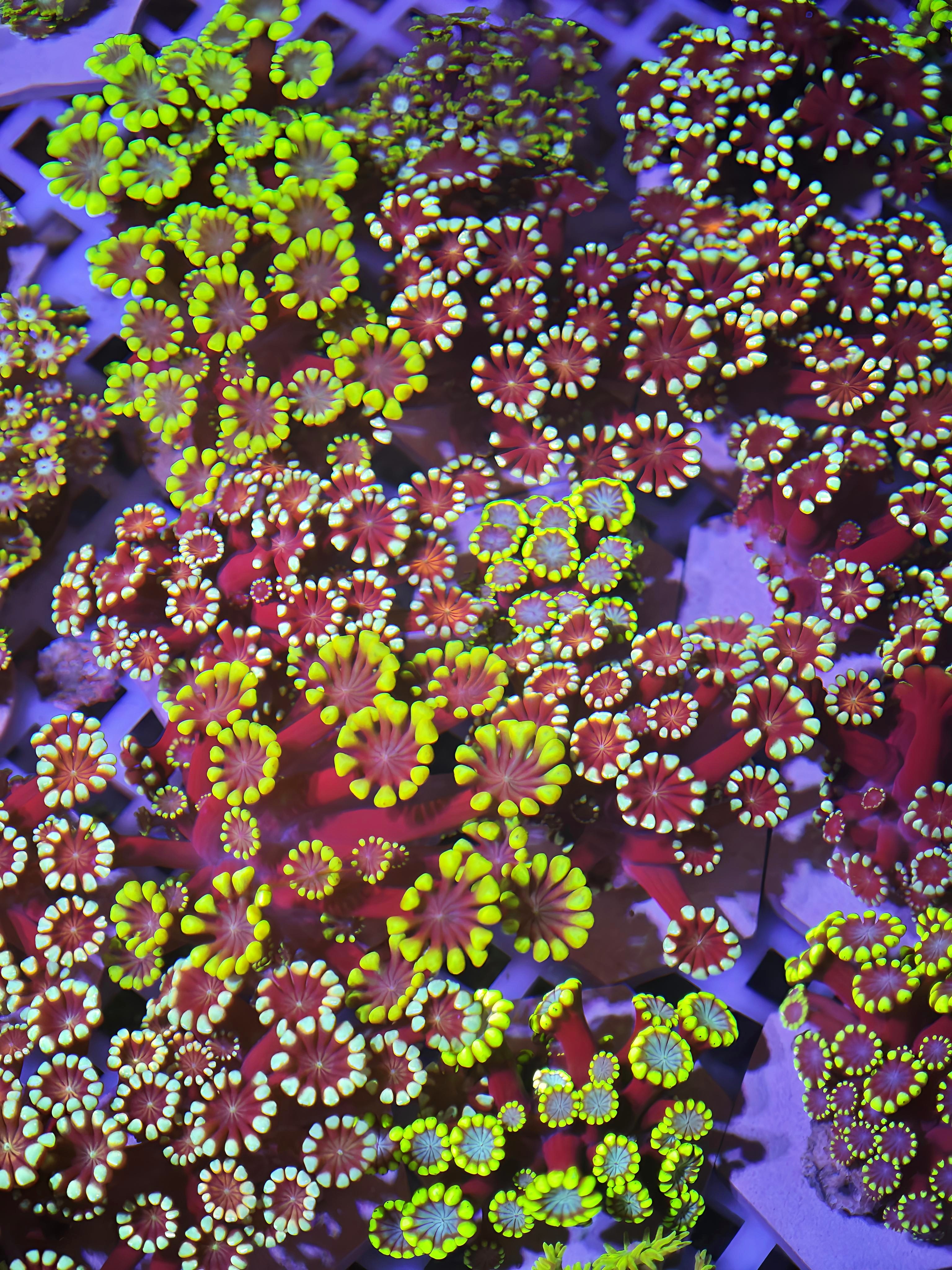 澳洲长须茉莉花珊瑚粉心水仙活体海缸新手易养专业包装高成活率