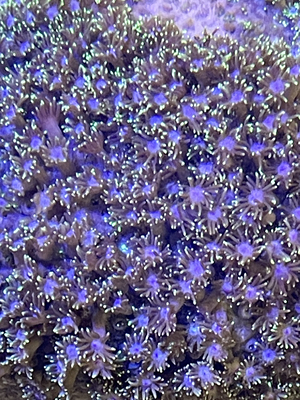 印尼单苞花花珊瑚lps软体针叶类珊瑚海缸活体观望生物 新手可养