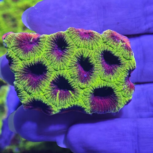 丰巢脑珊瑚黄金脑珊瑚活体海水LPS珊瑚海缸造景新手好养脑类珊瑚