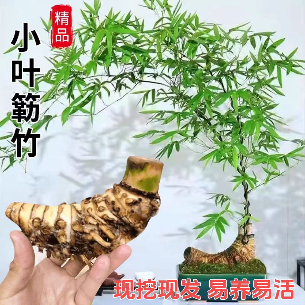 小叶勒竹簕盆栽生桩老桩室内门竹熟桩桌面庭院观音竹台懒人竹植物