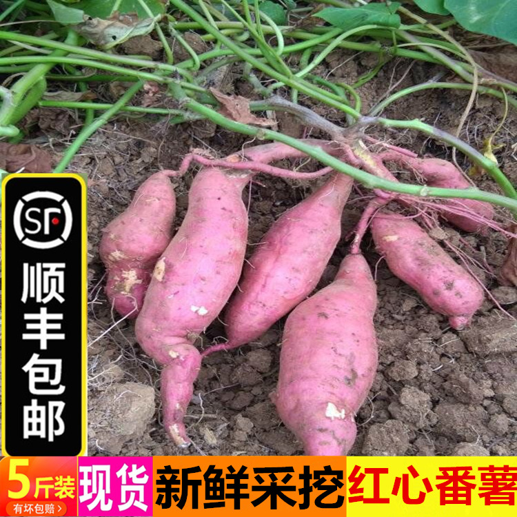 顺丰新鲜红薯红心番薯蜜薯甜地瓜
