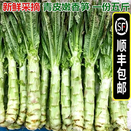 【顺丰包邮】5斤新鲜莴笋青皮笋莴苣脆嫩莴笋尖红叶香笋农家蔬菜