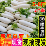 顺丰包邮5斤新鲜萝卜脆甜白皮罗卜农家现挖水果萝卜蔬菜腌菜泡菜