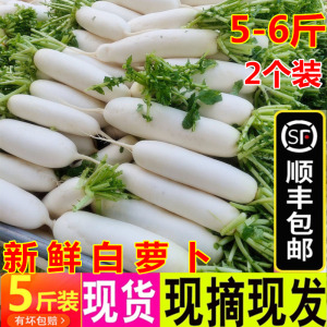 顺丰包邮5斤新鲜萝卜脆甜白皮罗卜农家现挖水果萝卜蔬菜腌菜泡菜