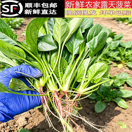【顺丰包邮】3斤新鲜菠菜红根嫩叶菠菜小菠菜生鲜青菜下火锅榨汁