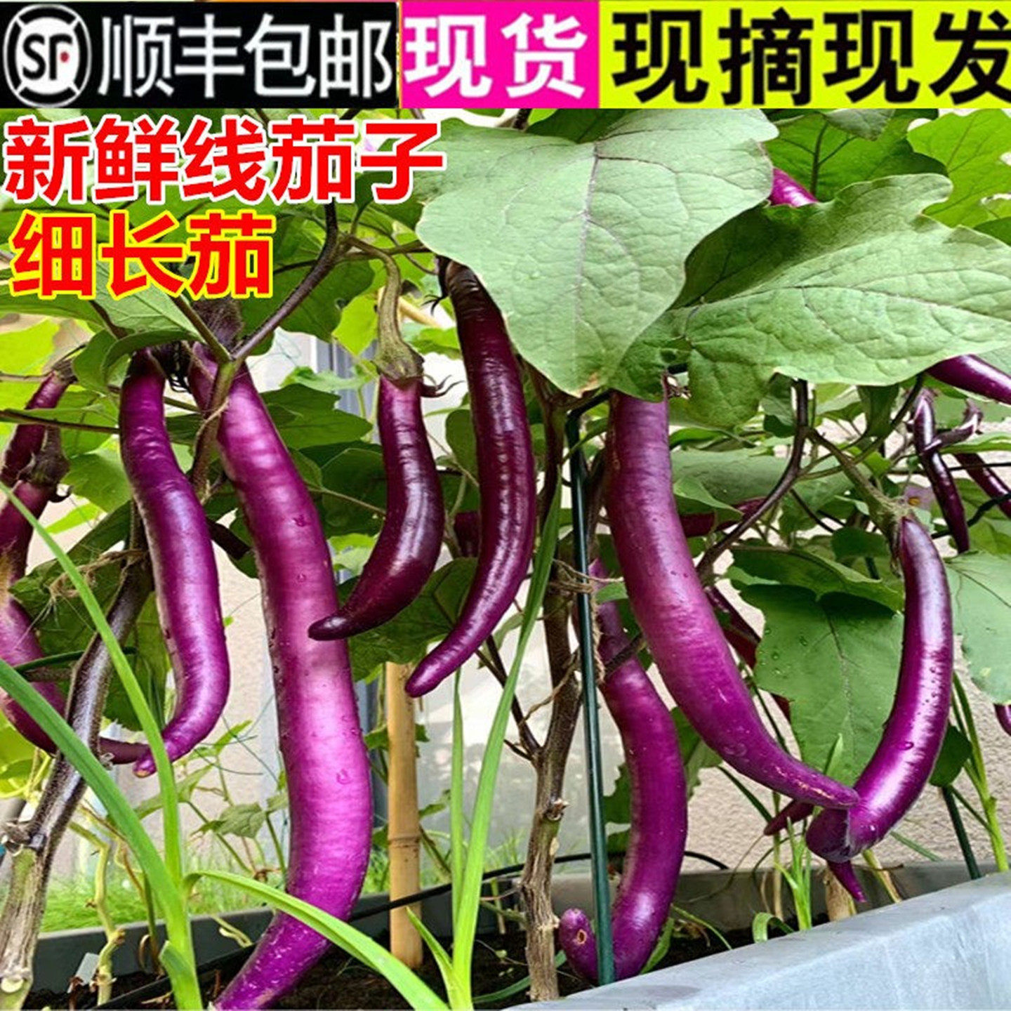 【顺丰包邮】4斤新鲜细长茄子线茄子鲜嫩紫皮长茄子湖北农家蔬菜