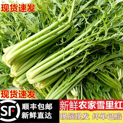 顺丰包邮新鲜雪里蕻 雪菜 春不老脆嫩雪里红雪里翁农家青菜可腌制