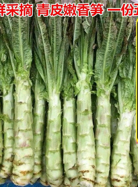 【顺丰包邮】5斤新鲜莴笋青皮笋莴苣脆嫩莴笋尖红叶香笋农家蔬菜