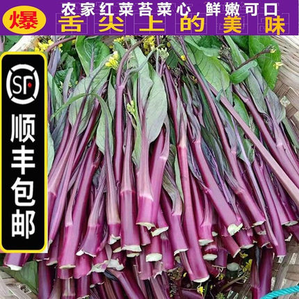 【顺丰包邮】农家新鲜红菜苔打霜红油菜苔湖北洪山苔紫红菜薹菜芯