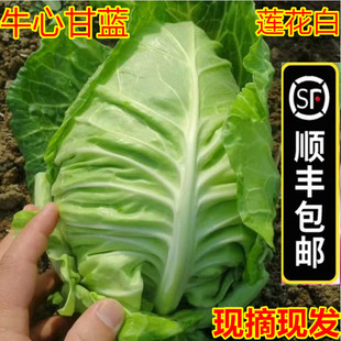 【顺丰包邮】5斤新鲜牛心菜包心菜卷心菜蔬菜绿甘蓝莲花白鸡心白