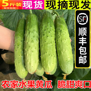 【顺丰包邮】5斤新鲜水果黄瓜脆甜有机小黄瓜旱黄瓜白玉嫩青王瓜