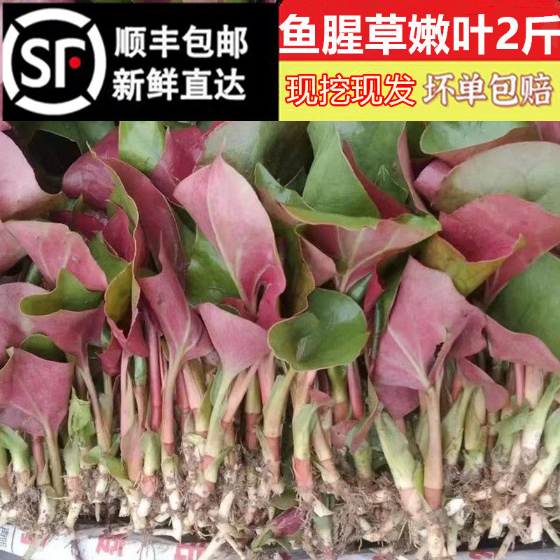 包邮现挖新鲜鱼腥草嫩叶折耳根叶