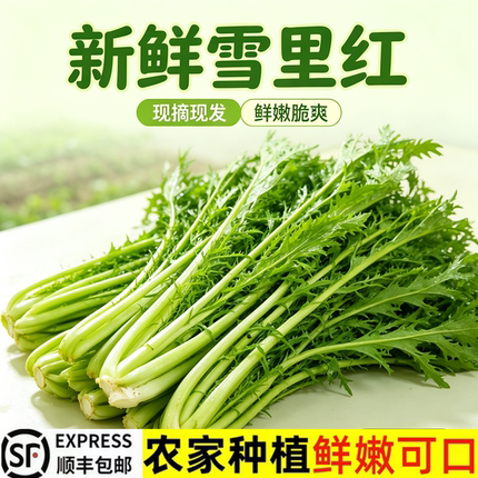 【顺丰包邮】新鲜雪里红脆嫩雪菜春不老雪里蕻青菜腌咸酸菜梅干菜