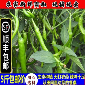 顺丰包邮5斤湖北农家土辣椒新鲜青辣椒线椒香辣细长尖椒杭椒蔬菜