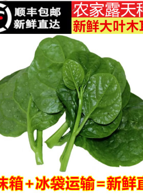 顺丰包邮新鲜大叶木耳菜软浆叶豆腐菜木苋菜绿色蔬菜汤菜青菜叶子