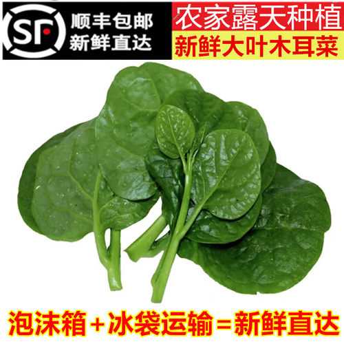 新鲜大叶木耳菜绿色蔬菜汤菜青菜