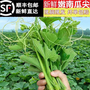 【顺丰包邮】现摘新鲜南瓜尖南瓜藤南瓜苗南瓜芽农家当季时令蔬菜