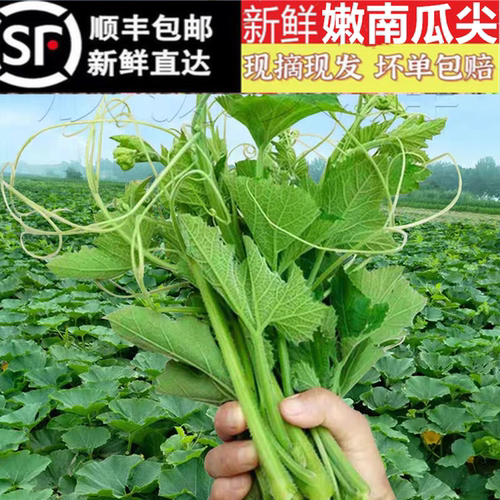 摘新鲜南瓜尖南瓜藤南瓜苗南瓜芽
