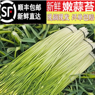 【顺丰包邮】农家新蒜薹香嫩蒜苔新蒜毫农家新鲜蔬菜白帽蒜薹炒肉