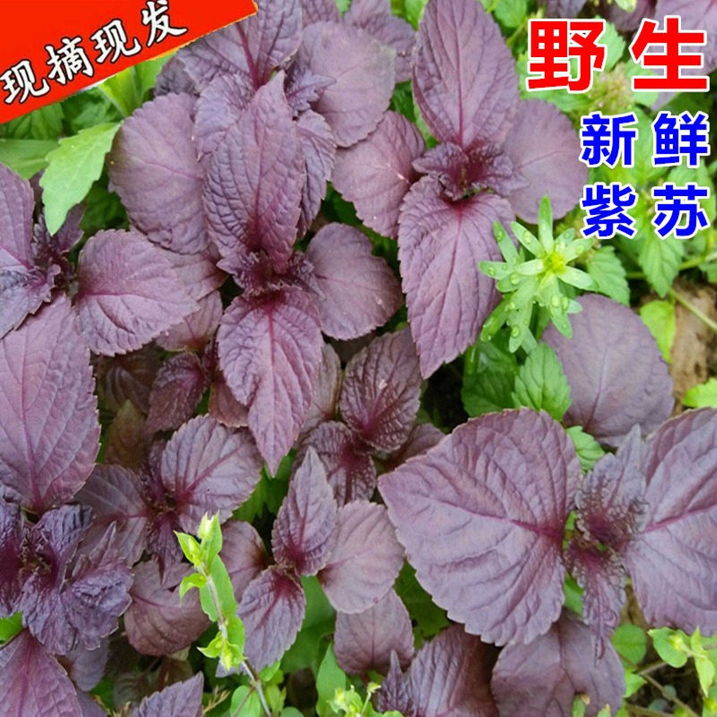 新鲜紫苏叶子带杆子生鲜食用紫苏