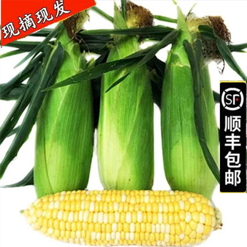 顺丰邮新鲜水果甜玉米棒苞谷带壳