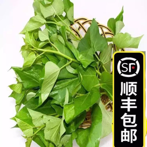 新鲜番薯叶红苕嫩尖红薯藤地瓜叶