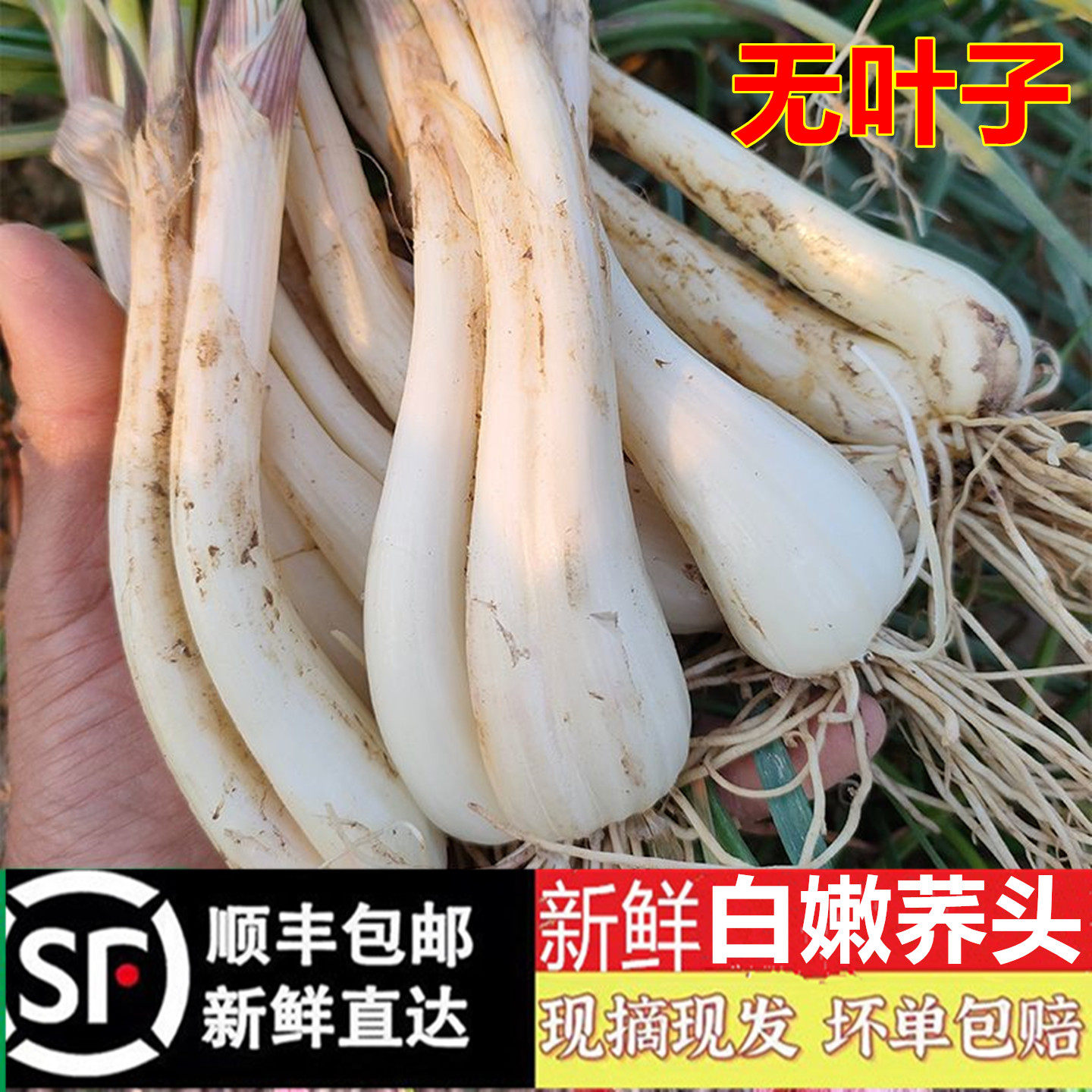 【顺丰包邮】新鲜现挖藠头 荞头 茭头 叫头 教头种子乔头泡菜蔬菜
