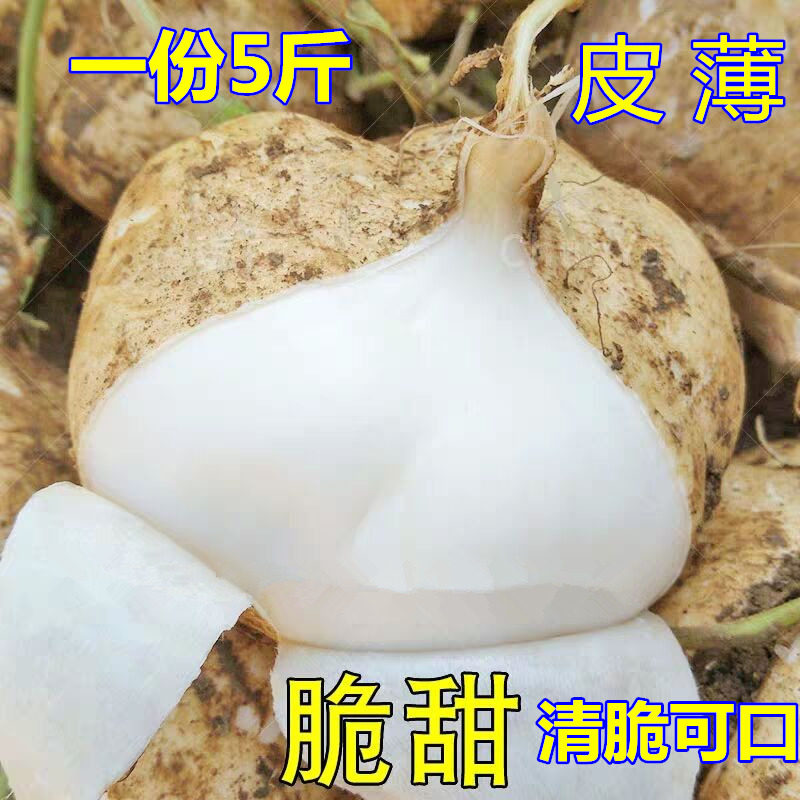 现挖新鲜番薯沙葛土地瓜嫩甜凉薯