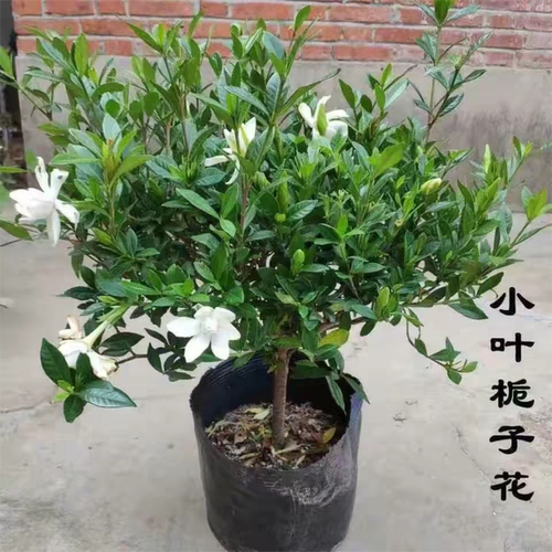 云舒湾小叶栀子花盆栽重瓣浓香