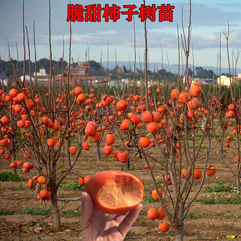 特大柿子苗树黑柿子苗树盆栽嫁接苗日本甜柿子树果苗庭院当年结果