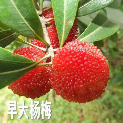 嫁接东魁杨梅树苗带土杨梅苗盆栽南方北方种植果树包成活当年结果
