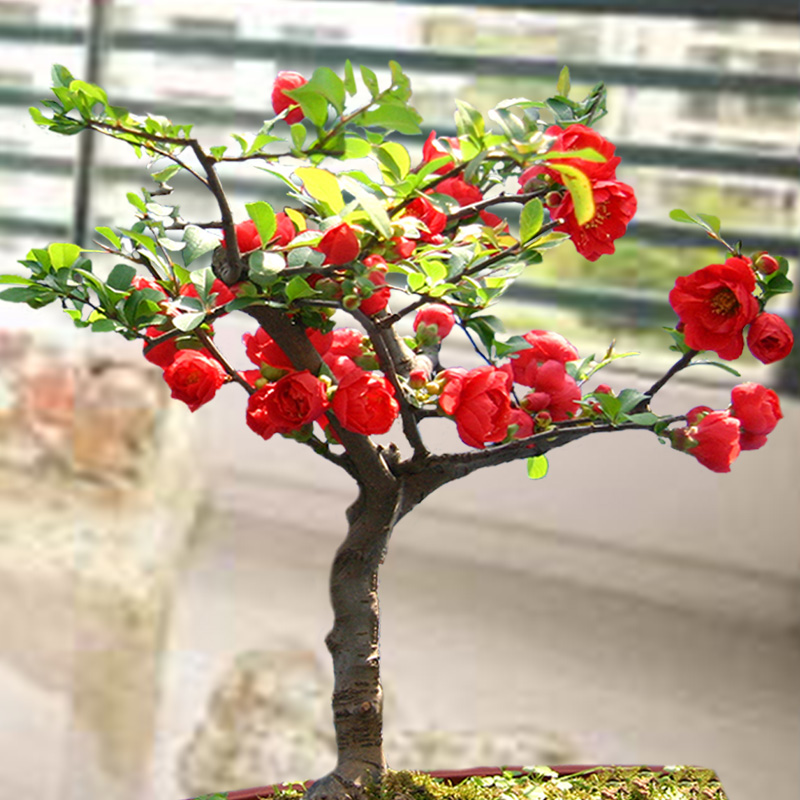 日本重瓣长寿冠海棠花苗盆景室内外观花四季开花卉海棠花苗盆栽