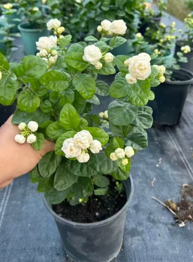 三叶轮生虎头茉莉苗重瓣大花