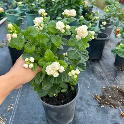 茉莉苗重瓣茉莉花盆栽庭院阳台芳香茉莉大花带花浓香型发货