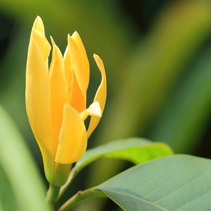 黄兰花树苗 黄缅桂苗 黄兰苗 实生苗  黄兰树苗