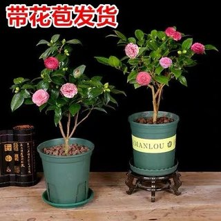 四季香妃茶花盆栽带花苞浓香型庭院室内好养五色赤丹树苗花卉植物