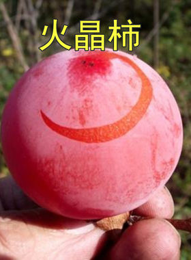 各种稀有水果柿树苗火晶柿子树苗 晶莹透亮如水晶 肉深红 味特甜