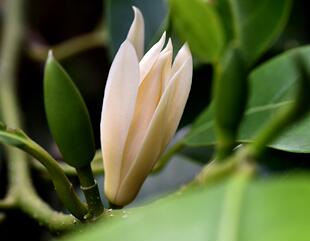 黄兰花苗白兰树苗 盆栽白兰花 室内庭院地栽大树小苗