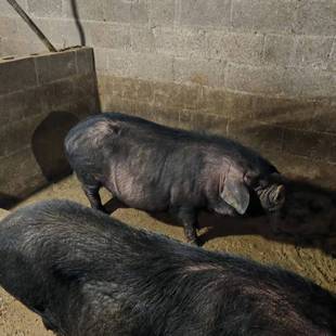 自家养中华老品种黑毛猪直播间现称现拍专拍链接3月27号星期5杀猪