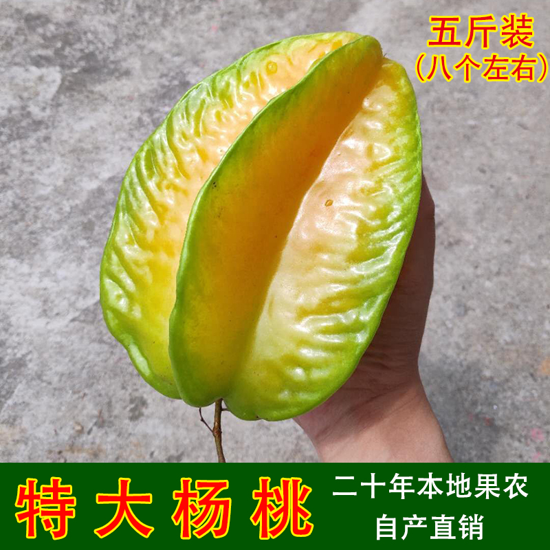 广州杨桃新鲜水果包邮5斤特大