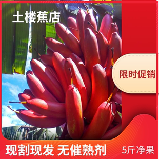 果园直销新鲜红皮香蕉福建土楼特产红美人蕉水果5斤 包邮
