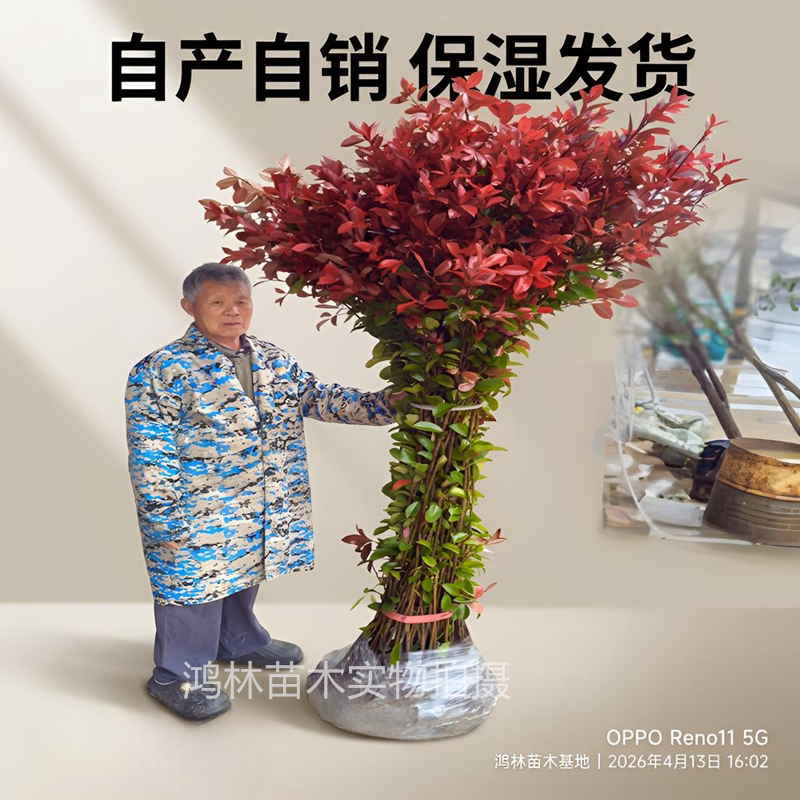 四季常青庭院花坛绿化植物篱笆苗