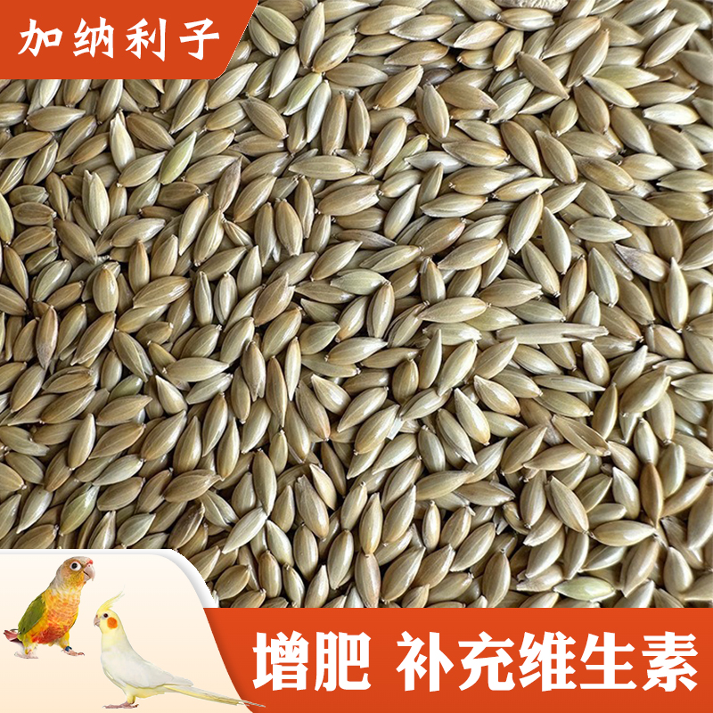 鹦鹉专用小型鸟粮食饲料种子增肥