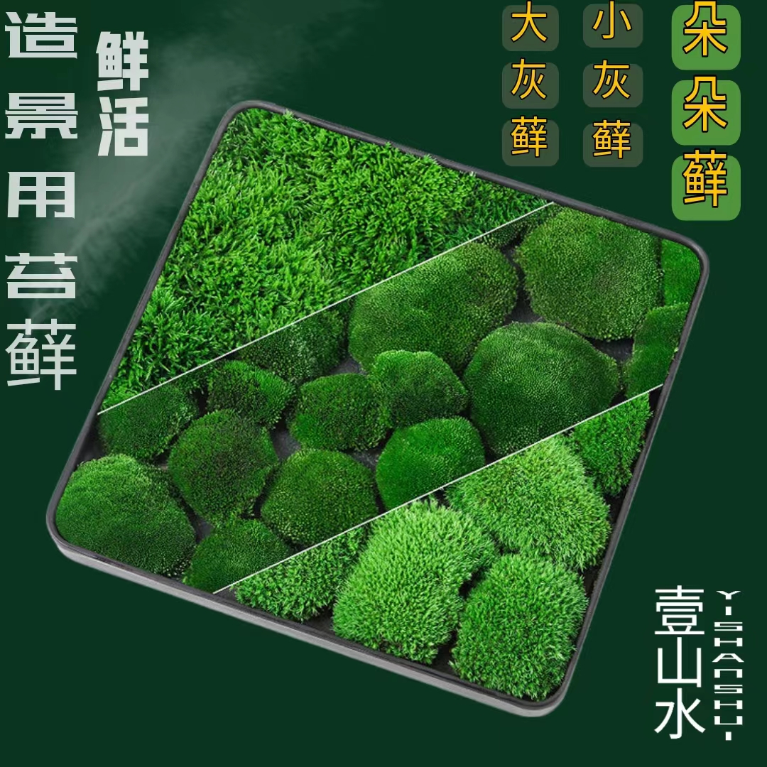 鲜活朵朵藓大灰小灰藓微景观水陆雨林生态缸造景植物园林庭院盆栽