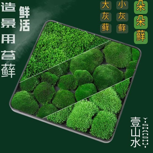 壹山水为造景而选优质鲜活苔藓