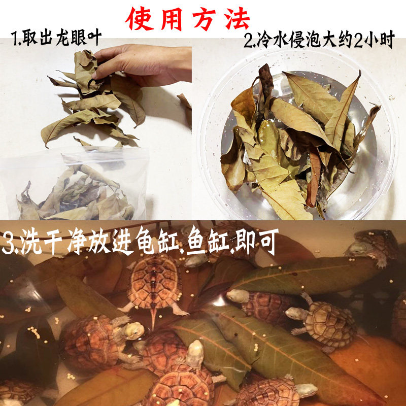 龙眼叶乌龟活物乌龟宠物龟免煮叶