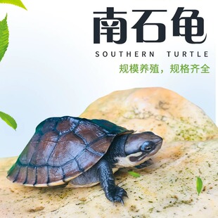 金钱龟活体招财龟观赏镇宅长寿情侣龟南石龟小青龟宠物小乌龟活物