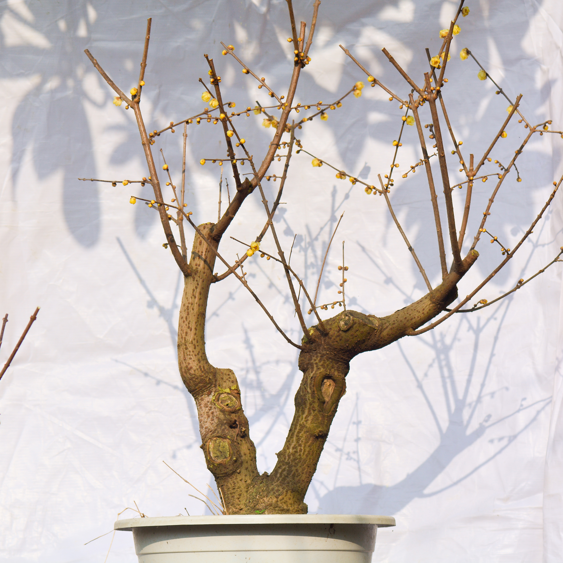 原生非嫁接虎蹄腊梅老桩盆景素材浓香型耐寒植物室内盆栽蜡梅