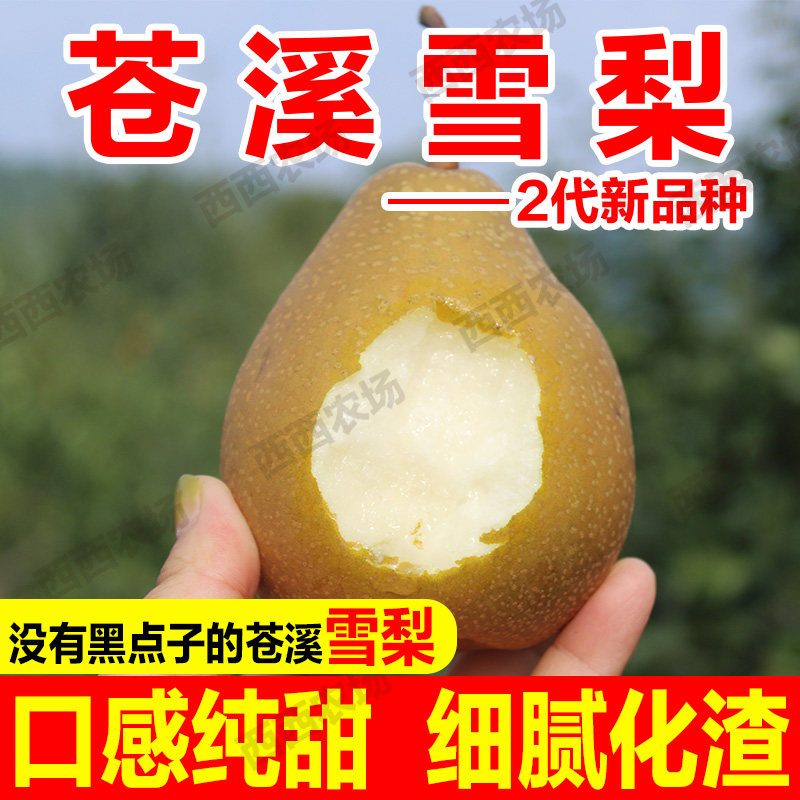 四川广元苍溪雪梨2代新品种50梨