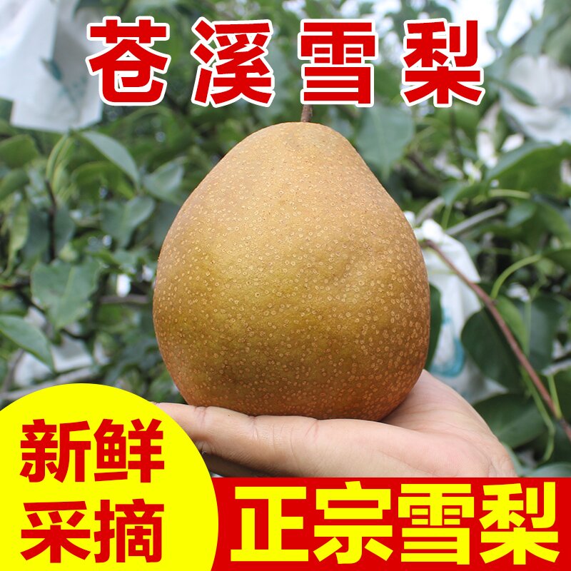 四川广元苍溪雪梨称坨梨施家梨黄皮梨应季新水果8 10斤大果特大